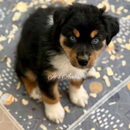Iris - Black tri-color female Australian Shepherd puppy in Clover, South Carolina from Jo’s Aussies
