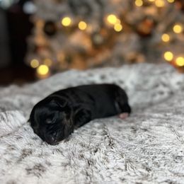 Miniature Australian Shepherd Puppies from Quartz Creek Aussies