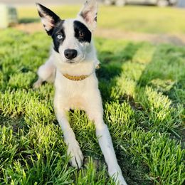 Snap - Border Collie