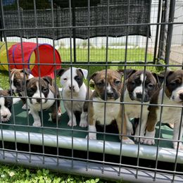 American Staffordshire Terrier puppies from Tradewind American Staffordshire Terriers