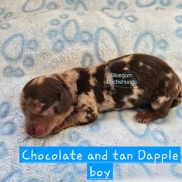 Dapple boy 4000 - Dapple male Dachshund puppy in Herald, California from Bluegum Dachshunds