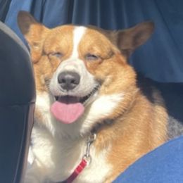 Pembroke Welsh Corgis from Rose Petal Farm