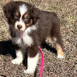 Jovie - Red tri-color female Australian Shepherd puppy in Butler, Georgia from Aussies at Howling Hill Farm