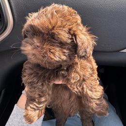 Latte - Chocolate female Shih Tzu puppy in Azusa, California from RJ Shih Tzu lover
