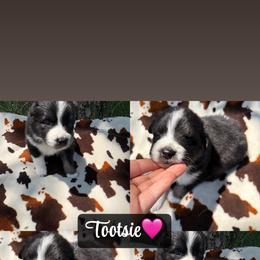 Tootsie - Black tri-color female Australian Shepherd puppy in Denton, North Carolina from Double R Farm Aussies