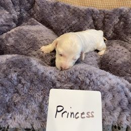 Dachshund Puppies from Forever home dachshunds