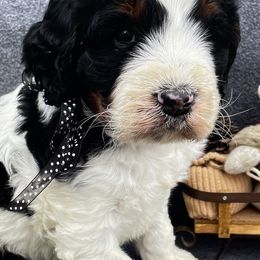 Springerdoodles from Willow Lane Doodles