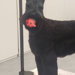 Giant Schnauzer Puppies from Surefoot Giant Schnauzers