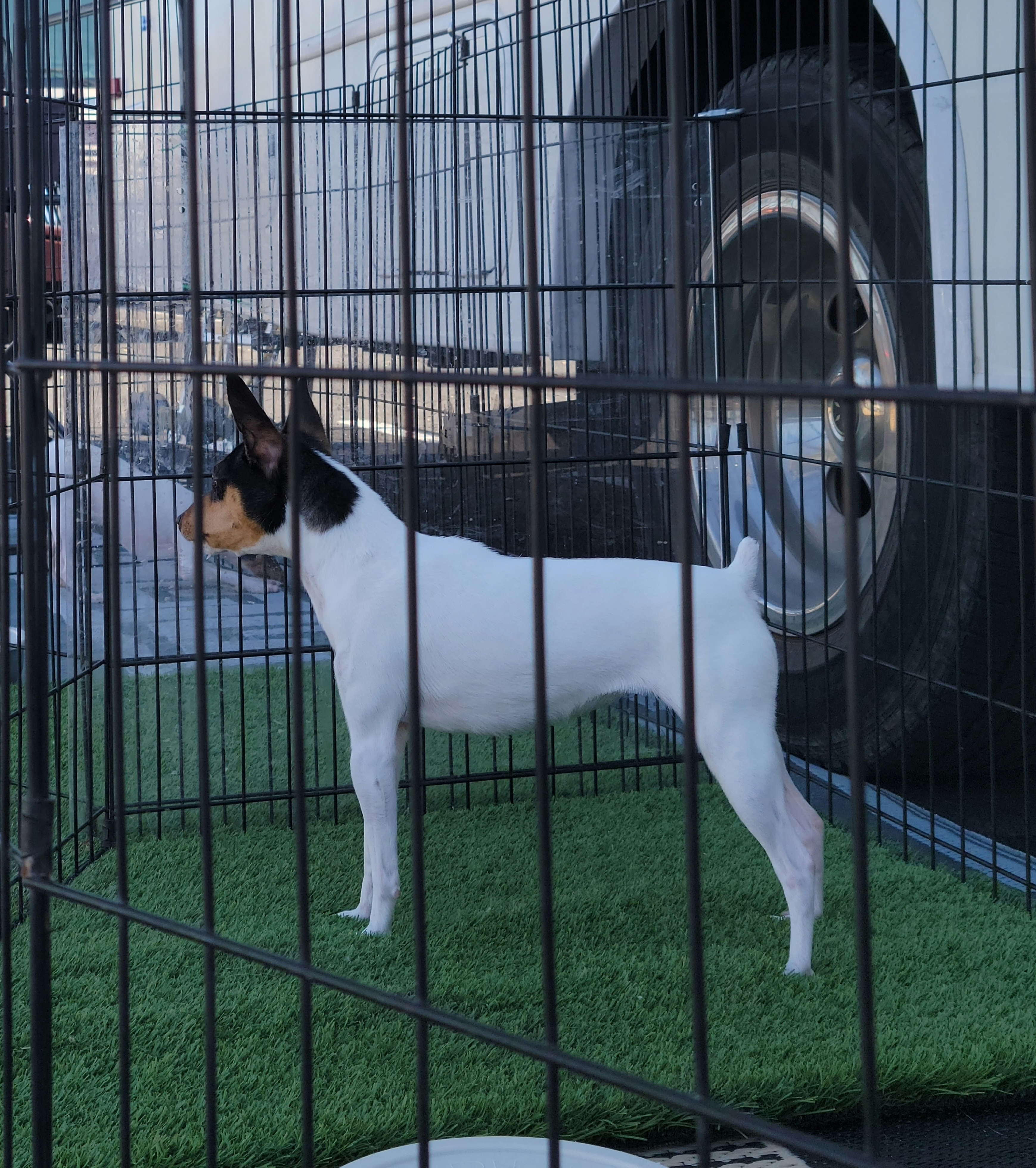 Mudi and Toy Fox Terrier All Grown Up from JANUS SHOW DOGS "Mudis & Toy Fox Terriers"