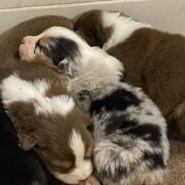 Australian Shepherd Puppies from Mullis Australian Shepherd