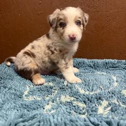 Jesse James - Red merle male Australian Shepherd puppy in Smithfield, Utah from C&C Ranch
