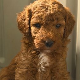 AKC Boy 3 Mini - Red  male Poodle puppy in Southwest Ranches, Florida from Herringbone ‘s Poodles