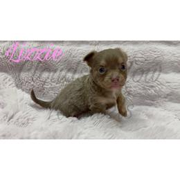 Lizzie (lilac tan-point) - Blue female Chihuahua puppy in Patchogue, New York from Cloudshadow Kennels