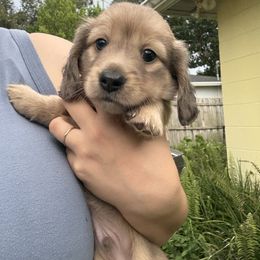 Shaded Cream Dapple Boy - Cream male Dachshund puppy in Lakeland, Florida from Hetu's Dachshunds