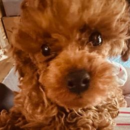 Rocky - Red  male Poodle puppy in Hardinsburg, Indiana from KC Recherche'
