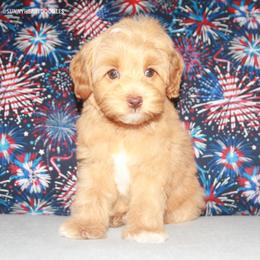 Poppy - Caramel female Australian Labradoodle puppy in Hackettstown, New Jersey from Sunny Heart Doodles