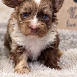Mocha - Chocolate, tan and white male Yorkshire Terrier puppy in Navarre, Florida from KAYY services