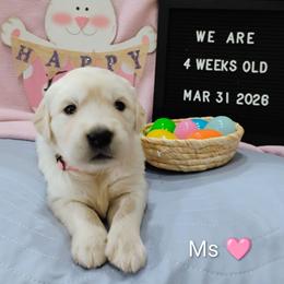 Pink collar girl - Light golden female Golden Retriever puppy in Rochester, Washington from Grand Mound Goldens