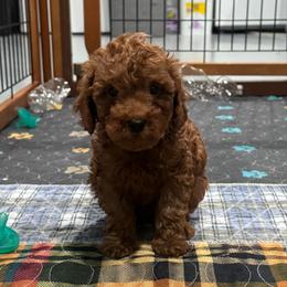 Fonzy - Red  male Poodle puppy in Houston, Texas from YZC Frenchies at 4C Ranch