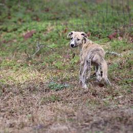 Whippet Puppies from Wise Heart Whippets