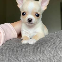 Chihuahua Puppies from Stardom Chihuahuas