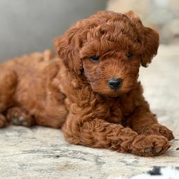 Solomon - Red  male Poodle puppy in Milton Freewater, Oregon from Blue Mountain Poodles