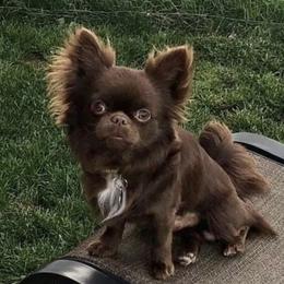 Ollie - Chihuahua