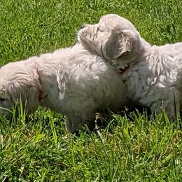"Cloey's past litter puppies" Australian Shepherd and Golden Retriever Puppies from Edge Farm LLC