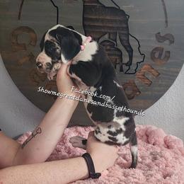 Pink Collar - Harlequin female Great Dane puppy in Alton, Illinois from Show Me Great Danes and Basset Hounds