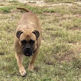 B - Bullmastiff