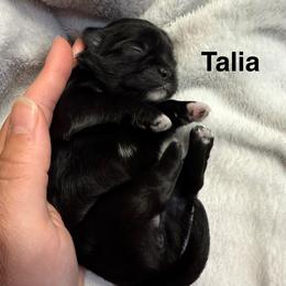 Talia - Black and white female Shih Tzu puppy in Kettering, Ohio from The Ruff Life Tribe