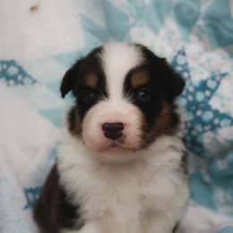 Australian Shepherd, Goldendoodle, and Poodle Puppies from 5AFarms