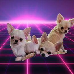 Chihuahua Puppies from Country Charm Chihuahuas