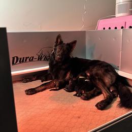 German Shepherd Puppies from FuryHaus German Shepherds