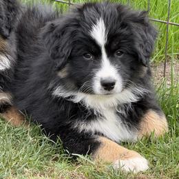 Red collar - Cherry - Black tri male Miniature American Shepherd puppy in Enumclaw, Washington from Mount Peak Mini American Shepherds