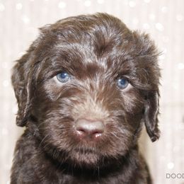 Bernedoodle, Goldendoodle, and Labradoodle Puppies from Doodle Nation