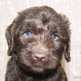 Bernedoodle, Goldendoodle, and Labradoodle Puppies from Doodle Nation