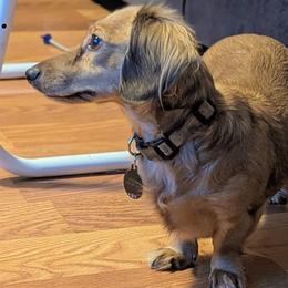 Brandy - Dachshund
