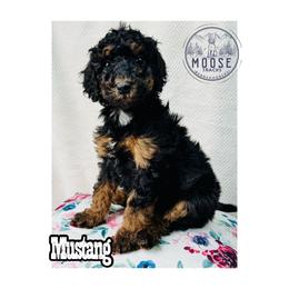 Mustang - Phantom female Bernedoodle puppy in Belleville, Michigan from Moose Tracks Bernedoodles
