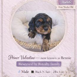 Prince Valentino - Black and tan male Cavalier King Charles Spaniel puppy in Mesa, Arizona from Comfort Royalty Cavaliers