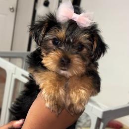 CHANEL - Black and tan female Yorkshire Terrier puppy in New Orleans, Louisiana from ROYAL PAWS
