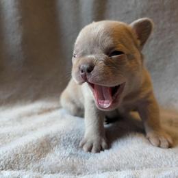 Agnes - White female French Bulldog puppy in Asheville, North Carolina from MTO KENNELS