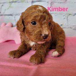 Cavapoo Puppies from Danielle Perkins's Cavapoos
