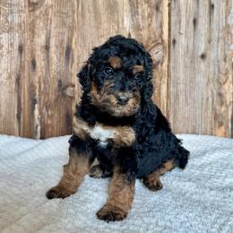 Sidney - Phantom female Bernedoodle puppy in Savannah, Missouri from Rose Creek Mini Aussies and doodles