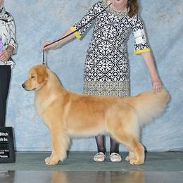 Nova - Golden Retriever