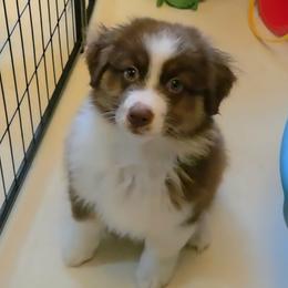 Red Tri No 3 - Red tri-color male Australian Shepherd puppy in Lebanon, Oregon from Rockhill Australian Shepherds