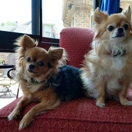 Chihuahuas from Puppy Love