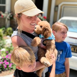 Bernedoodle, Goldendoodle, and Poodle Puppies from Teddy Doodles & Standard Poodles