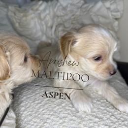 Aspen - Champagne male Maltipoo puppy in Weatherford, Texas from Aprishew Maltipoo