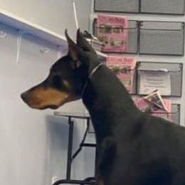 Selleck - Doberman Pinscher